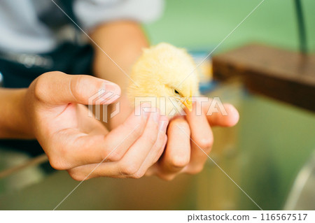 手膠小雞 116567517