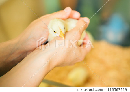 A chick wrapped in both hands A chick wrapped in both hands 116567519