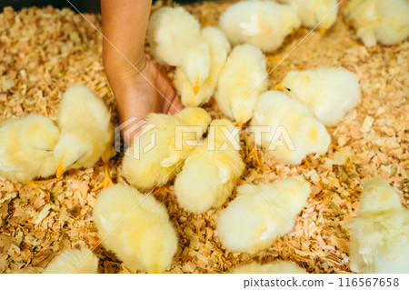 Chicks flocking around my hand 116567658
