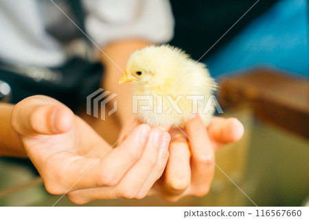 手膠小雞 116567660