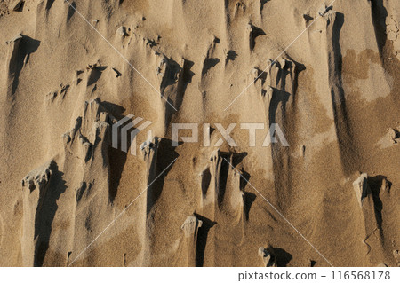 鳥取沙丘 116568178