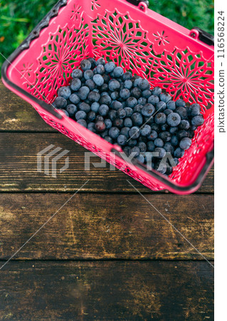 Harvested blueberries (vertical photo) Harvested blueberries (vertical photo) 116568224