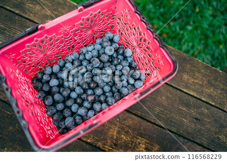 Harvested blueberries 116568229