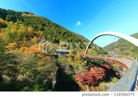 [Tokushima Prefecture] Autumn at Iya Fureai Park (Iya Roman Bridge) 116568375