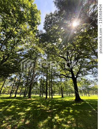 Karuizawa Golf Course 116568404