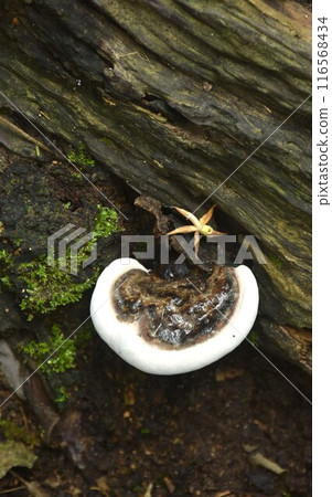 fungus mushroom bunch growing from decay log or animal stool on ground in Thailand forest fungus mushroom bunch growing from decay log or animal stool on ground in Thailand forest 116568434