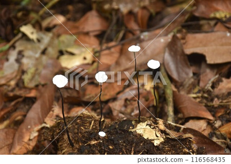 fungus mushroom bunch growing from decay log or animal stool on ground in Thailand forest 116568435