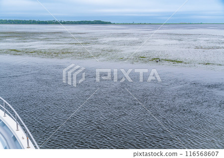 [Hokkaido] Betsukai Town sightseeing boat and seal watching (seals peeking out from the eelgrass) 116568607