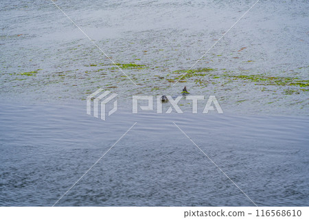 [Hokkaido] Betsukai Town sightseeing boat and seal watching (seals peeking out from the eelgrass) 116568610