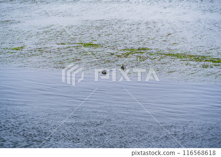 [Hokkaido] Betsukai Town sightseeing boat and seal watching (seals peeking out from the eelgrass) 116568618
