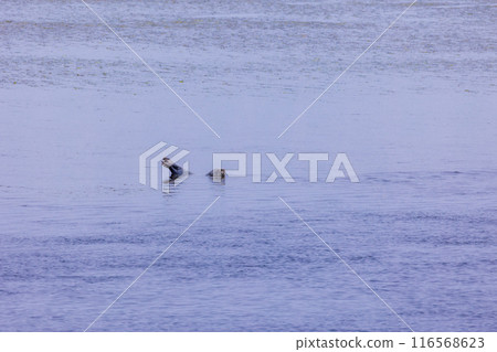 [北海道]別海鎮觀光船/觀賞海豹（從鰻草中窺視的海豹） 116568623