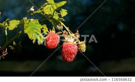 Ripe juicy raspberries on a bush in the garden. Growing organic raspberries. Ripe juicy raspberries on a bush in the garden. Growing organic raspberries. 116568632