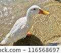 Photo of ducks on the water 116568697