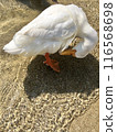 Photo of ducks tilting their heads near water 116568698