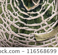 A close-up photo of a melon skin from above 116568699