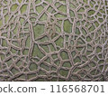 A close-up side view of a melon skin 116568701