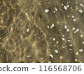 Photo of shallow water of a lake on a sunny day 116568706