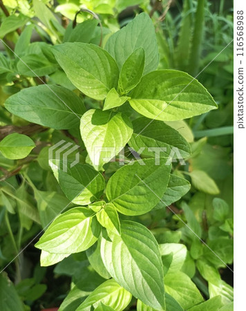 Fresh Sweet Basil or Thai Basil Fresh Sweet Basil or Thai Basil 116568988