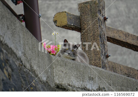 磯里水壩管理辦公室的流浪貓 116569072