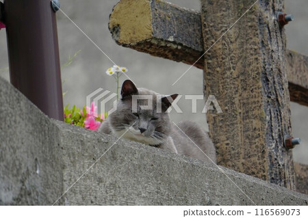 磯里水壩管理辦公室的流浪貓 116569073