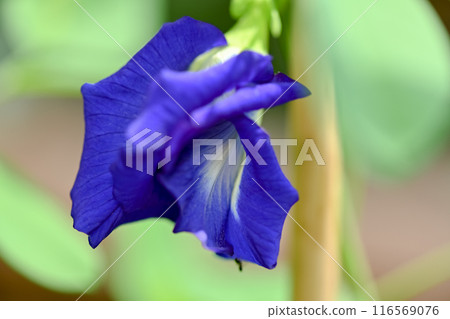 Butterfly pea 116569076