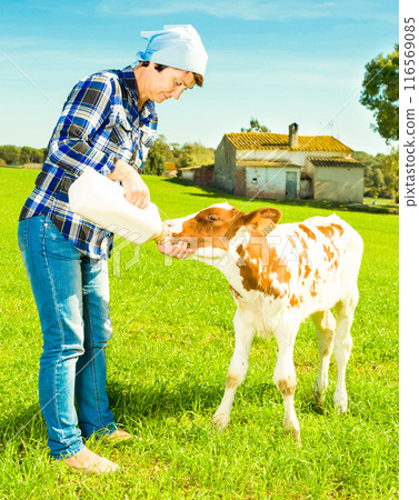 Female employee feeding newborn calf on grass pasture Female employee feeding newborn calf on grass pasture 116569085