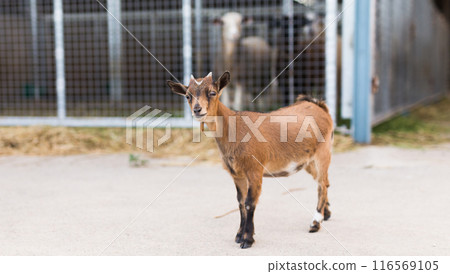 Kkid walking in the zoo Kkid walking in the zoo 116569105