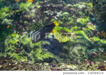 spotted wrasse fish, focus selective 116569114