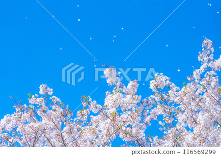 Cherry blossom snowstorm and blue sky, spring image Cherry blossom snowstorm and blue sky, spring image 116569299