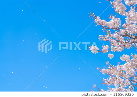 櫻花暴風雪和藍天/春天的形象 116569320