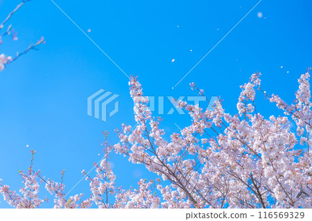 櫻花暴風雪和藍天/春天的形象 櫻花暴風雪和藍天/春天的形象 116569329