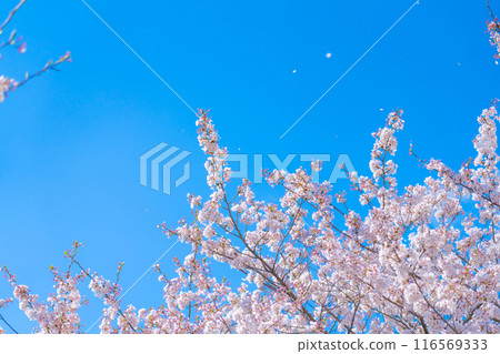 Cherry blossom snowstorm and blue sky, spring image Cherry blossom snowstorm and blue sky, spring image 116569333