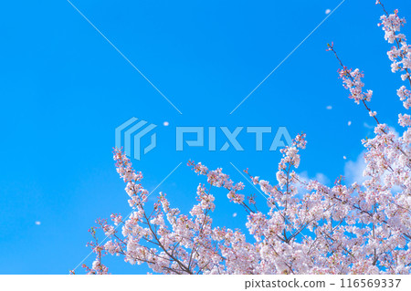 Cherry blossom snowstorm and blue sky, spring image Cherry blossom snowstorm and blue sky, spring image 116569337