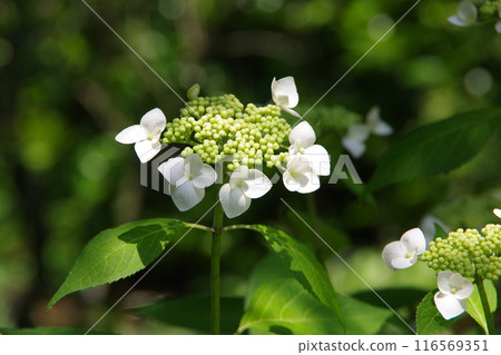 白色繡球花 白色繡球花 116569351