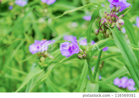 Murasaki Yukusa之花 116569381