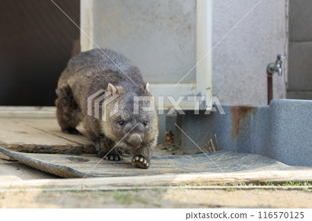 A cute and round wombat A cute and round wombat 116570125