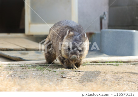 A cute and round wombat A cute and round wombat 116570132