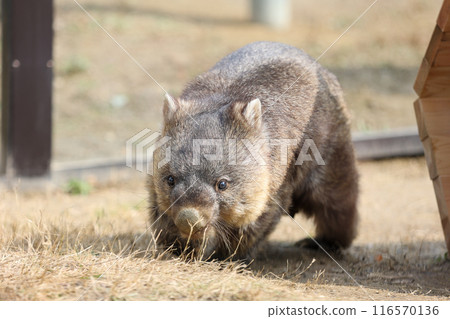 A cute and round wombat A cute and round wombat 116570136