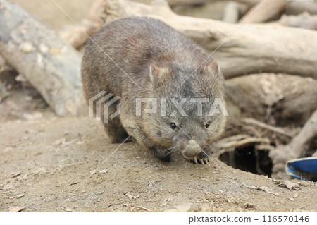 A cute and round wombat 116570146