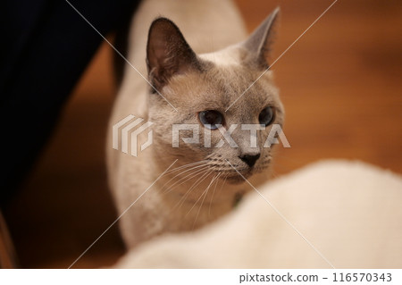 貓的日常用品 116570343