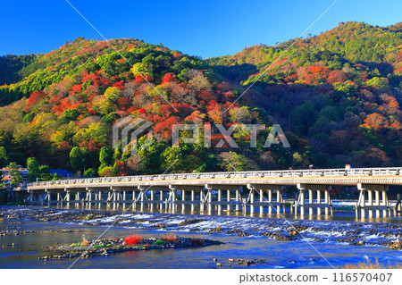 [Kyoto Prefecture] Clear skies in Arashiyama, autumn leaves at Togetsukyo Bridge 116570407