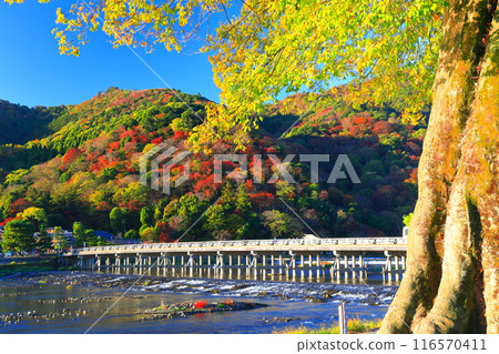 [Kyoto Prefecture] Clear skies in Arashiyama, autumn leaves at Togetsukyo Bridge 116570411