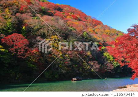 【京都府】晴空秋葉的嵐山（桂川嵐峽、保津峽） 116570414