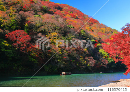 【京都府】晴空秋葉的嵐山（桂川嵐峽、保津峽） 116570415