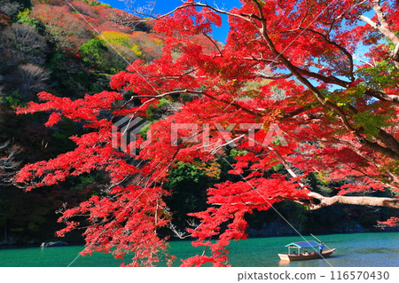 【京都府】晴空秋葉的嵐山（桂川嵐峽、保津峽） 116570430