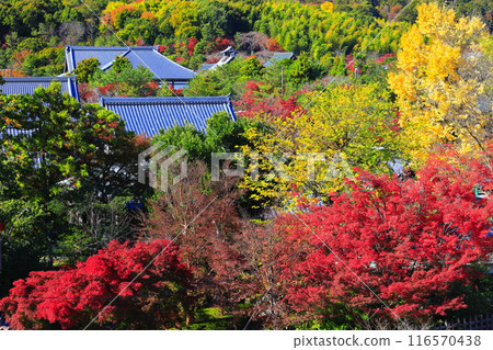 [Kyoto Prefecture] Clear skies in Arashiyama, autumn leaves at Tenryuji Temple 116570438