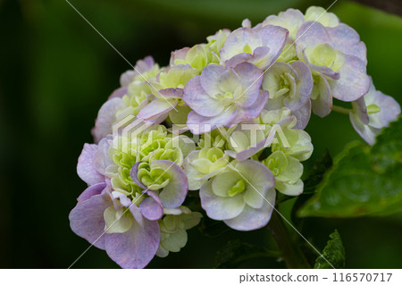 雨後的繡球花蒼白 116570717
