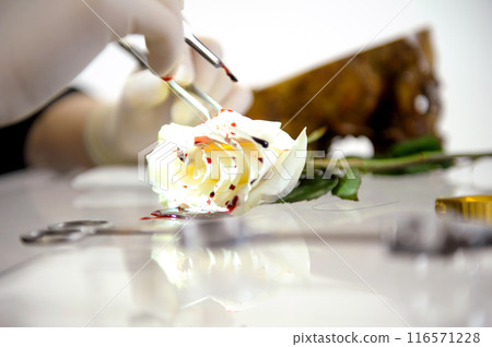 Operation on the layout . Young woman learning to operate on a flower on a rose using a scalpel and an injection 116571228