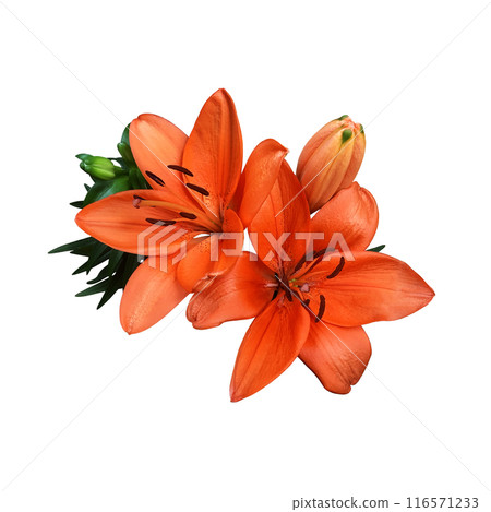 Lily bright orange flower head isolated cutout object side view, houseplant in pot floral bouquet, clipping path soft focus Lily bright orange flower head isolated cutout object side view, houseplant in pot floral bouquet, clipping path soft focus 116571233