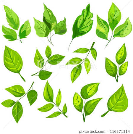 featuring eight different types of green leaves. Each leaf showcases unique shapes and vein patterns. graphic is simple, clean, and vibrant, ideal for nature-themed designs and eco-friendly projects 116571314